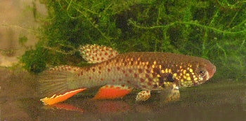 Killifish For Sale