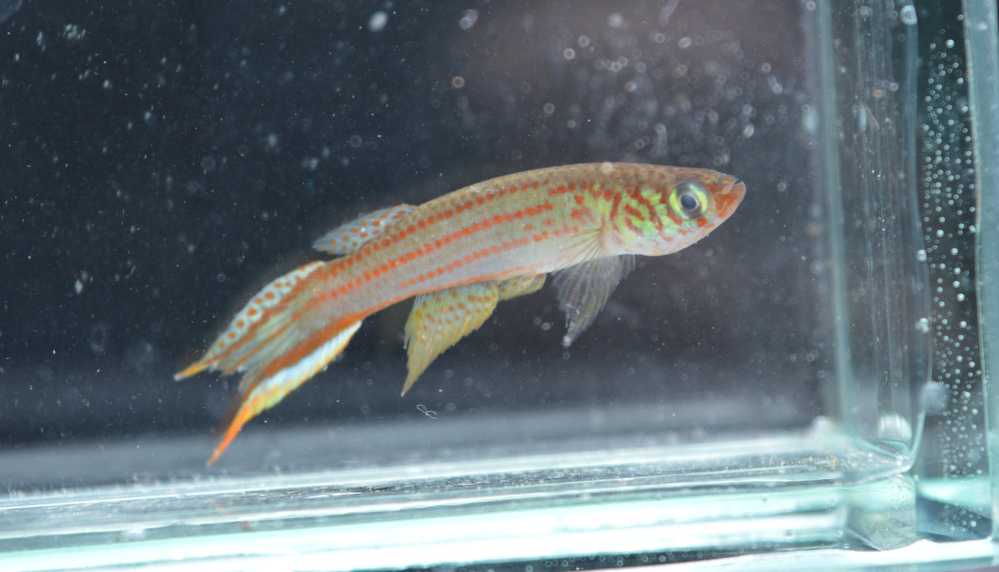 Micromoema sp Puerto Concordia