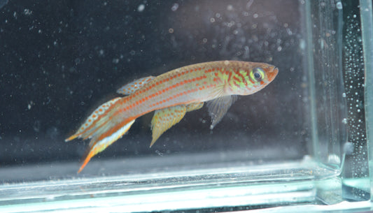 Micromoema sp Puerto Concordia