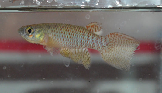 Rachovia fransvermueleni - eggs