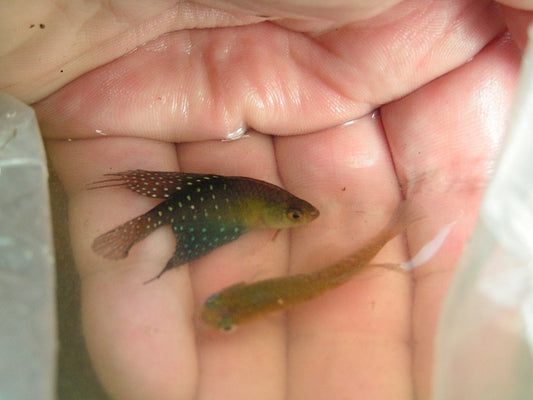 Spectrolebias brousseaui (La Ponderosa)