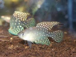 Spectrolebias brousseaui (Quimome) - eggs