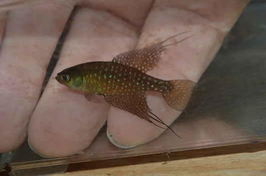Spectrolebias filamentosus - eggs