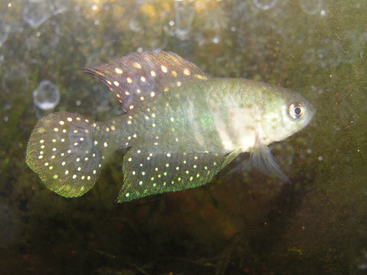 Spectrolebias pilleti - eggs