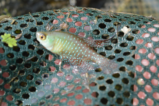 Spectrolebias shoheiohtanii