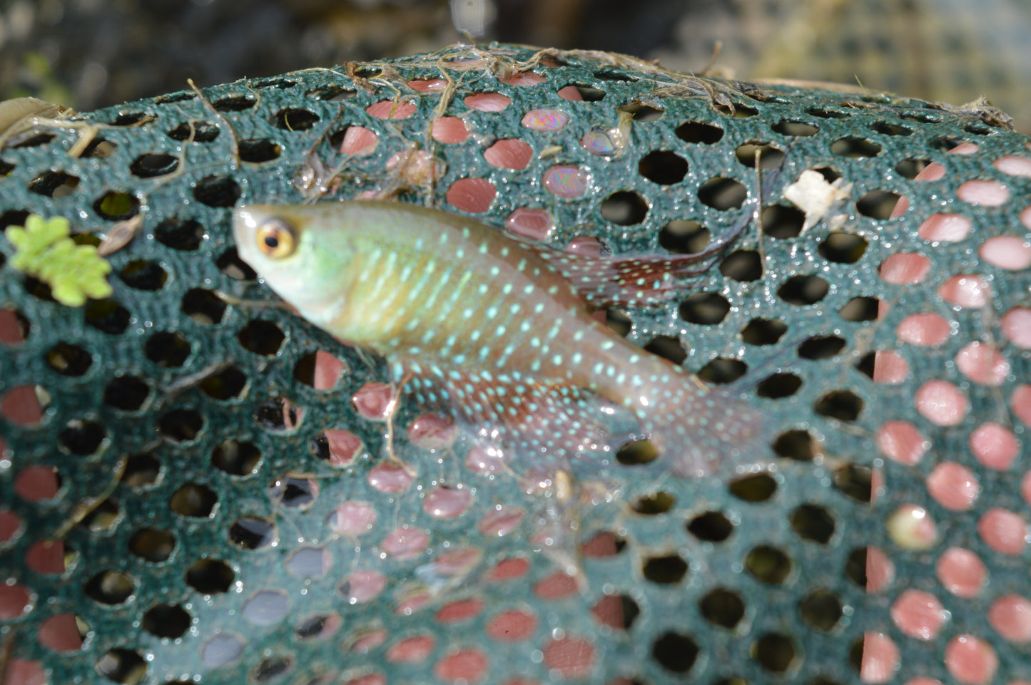 Spectrolebias shoheiohtanii - eggs